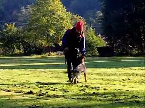 Bira Janaka first steps in obedience