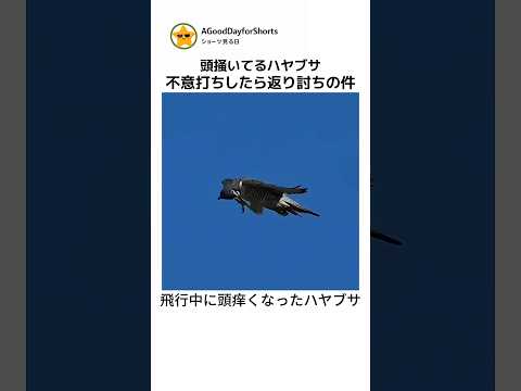 頭掻いてるハヤブサを襲おうとしたら逆襲されかけた瞬間