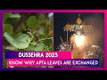 Dussehra 2023 Know Why Apta Leaves Or Sona Are Exchanged On Vijayadashami