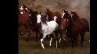 EL POTRO LOBO GATEADO  VICENTE FERNANDEZ