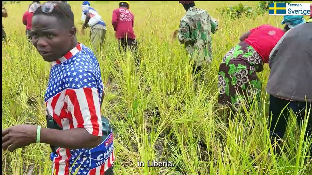 Low land Rice harvesting
