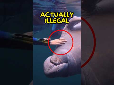 Why Manatees are Untouchable😭
