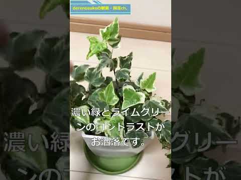 アイビーは木に悪いですか？カットすべきでしょうか？  庭園