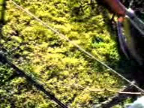 grapevine training demonstration