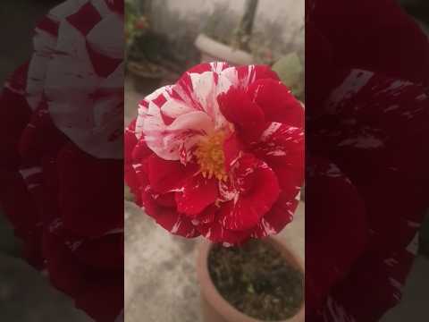 Very beautifully flower my garden