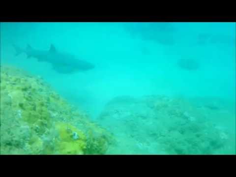 White Tip Reef Shark - Tunnels Beach Kauai