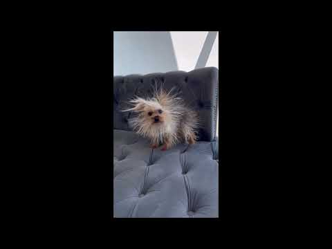 Dog Chemistry - Rush