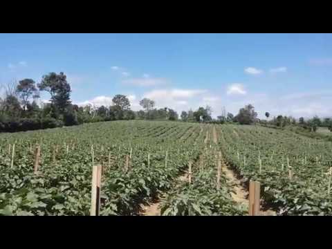 Mejuah juah, Welcome to Karo Highlands