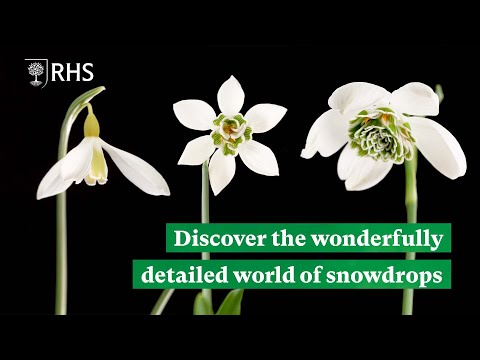 Discover the detailed and diverse world of snowdrops | The RHS