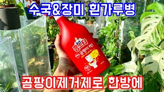 수국, 장미 흰가루병 곰팡이제거제로 방제, 예방하는법!!