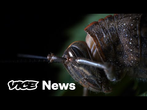 Why This Year's Locust Invasion Is Setting Off Global Panic