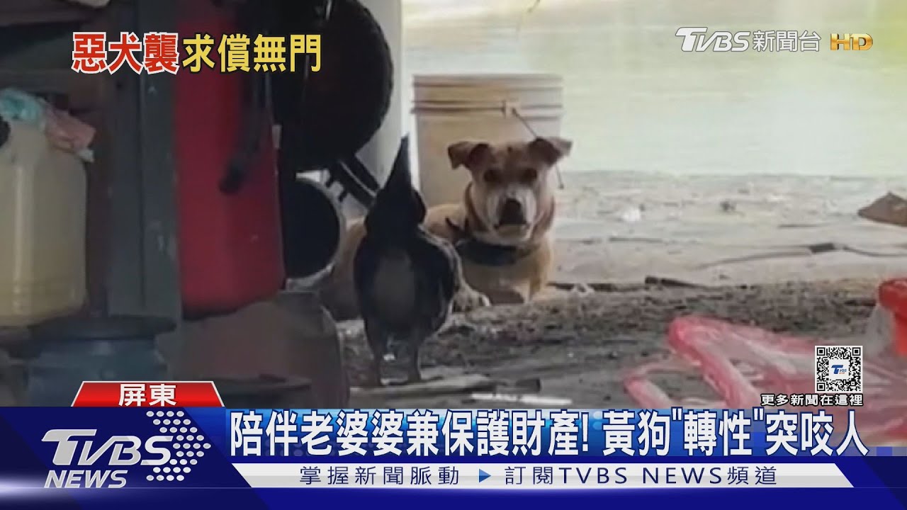狗沒綁牢幼兒園旁亂竄! 女騎士載兒經過慘遭咬小腿濺血