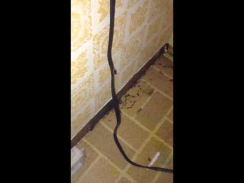 Cockroaches Behind Refrigerator in Wall Township, NJ