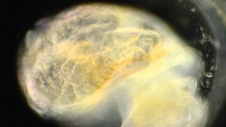 SNAIL EMBRYO POLARIZED-PACO-DARKFIELD 4X-20X