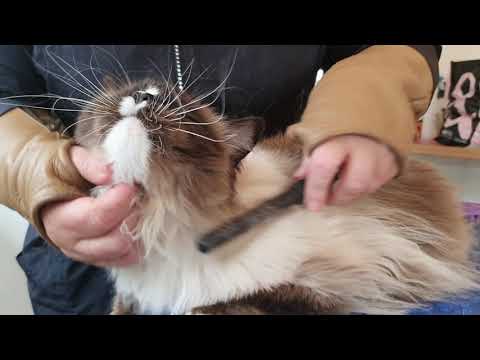 Ragdoll Cat Being Professionally Groomed