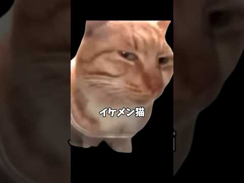 ユキヒョウ