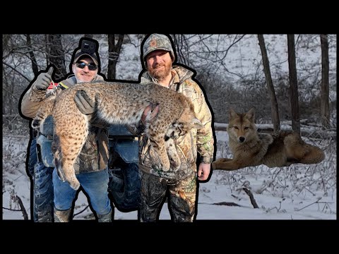 Ultimate Coyote & Bobcat Trapping - Pro Tips Revealed. Epic Fun!! #wildlife #outdoors