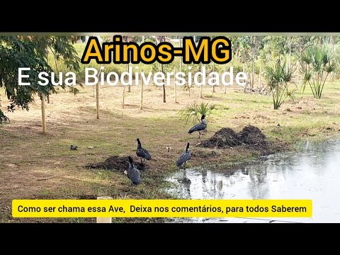 ARINOS, MG: Check Out These Birds