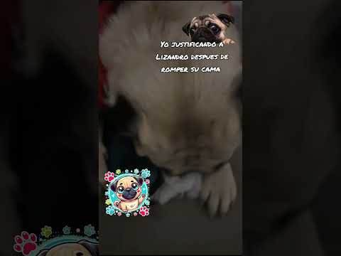 Yo justificando a Lizandro después de romper su cama.