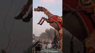 Download lagu rajasthani dj song 2023#rajasthanidjsong #camel mp3 Download lagu rajasthani dj song 2023#rajasthanidjsong #camel mp3