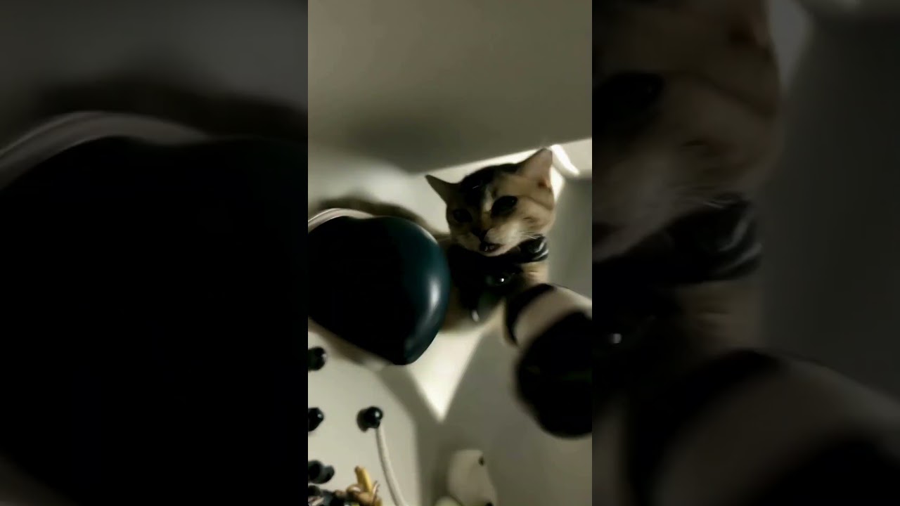 The cat is boxing #ai #funny #funnyvideo #funnymemes #funnycats #boxing #hardtechno