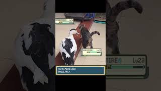 Download lagu Pokemon Battle of Cat vs Duck #pokemon #pokemonmeme #funnycats #pokemonbattle mp3 Download lagu Pokemon Battle of Cat vs Duck #pokemon #pokemonmeme #funnycats #pokemonbattle mp3