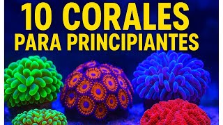 Los 10 CORALES más fáciles para PRINCIPIANTES en acuario marino 🌊🐠