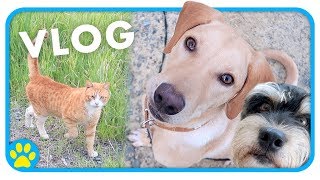 Walk My Dogs With Me! | Vlog by ErinsAnimals