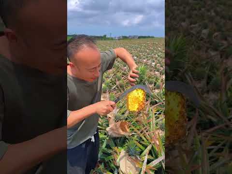 Farm Fresh Pineapple 🍍 Cutting Skills #pineapple  #fruitcutting #fruit #usa #usashorts