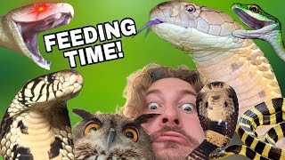 Feeding VENOMOUS Snakes!