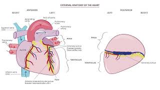 External Heart Anatomy by Ditki, Medical & Biological Sciences