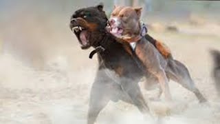 Pitbull Vs Rottweiler Comparison  Rottweiler vs Pi