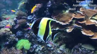 Aquarium Tours Travel and Discover 8 : Goldfish Sightseeing