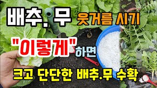 봄배추.무 웃거름 추비 주는 시기와 방법 이렇게 하면 크고 단단한 배추와 무 수확합니다 #배추키우기