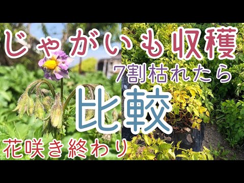 ジャガイモの花が咲かないのですが?これらが原因です 植物