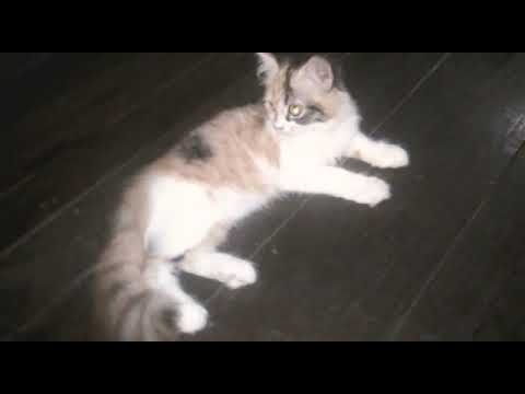 My name is Meza ❤️