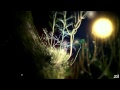 Enigma ~•~ Return To Innocence HD 1080p 