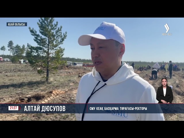 23 мың 800 түп қарағай егілді