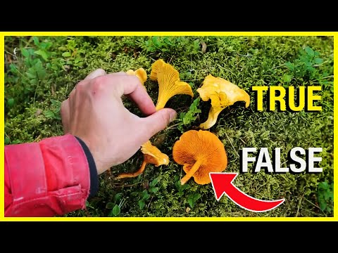Chanterelle vs False Chanterelle