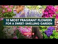 10 Most Fragrant Flowers For A Sweet Smelling Garden Catchy Garden