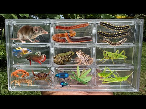I Catching insects in the garden, I got Betta fish, Etruscan shrew, Millipede, grasshopper, frog,