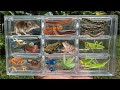 I Catching Insects In The Garden I Got Betta Fish Etruscan Shrew Millipede Grasshopper Frog