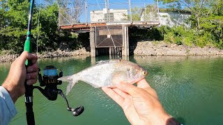 I Hooked a River MONSTER!!! | Light Tackle Catfishing