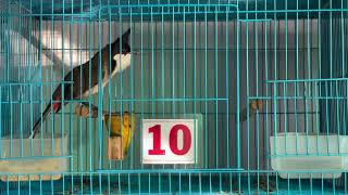 Download lagu 30/10 lên 3 bé bổi chất lượng hót đấu cực hay Zalo 0917881105 đc 16/29/6 đường số 16 p bhh tphcm  mp3 Download lagu 30/10 lên 3 bé bổi chất lượng hót đấu cực hay Zalo 0917881105 đc 16/29/6 đường số 16 p bhh tphcm  mp3