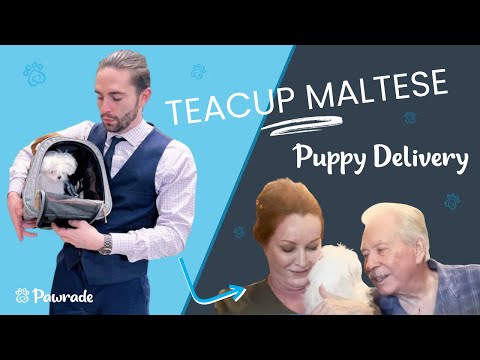 Charlotte the Teacup Maltese