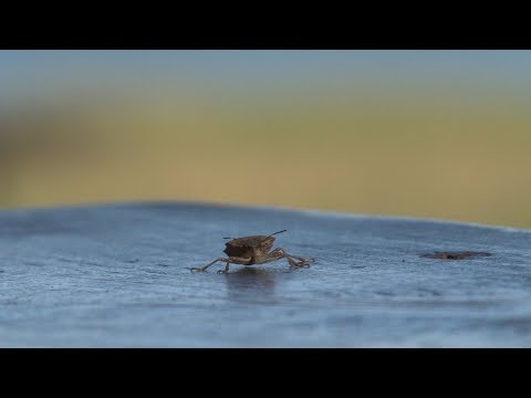 Najezda smrdibuba u Zabranu