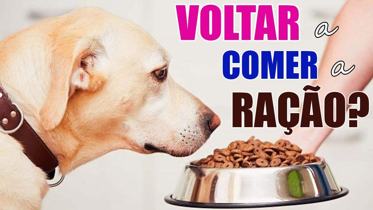 Como fazer meu cachorro voltar a comer a ração?