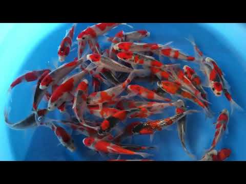 JKS 65 Goshiki Selected