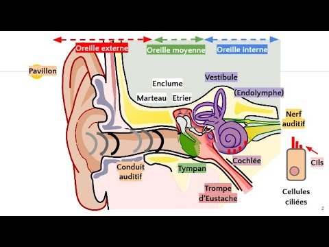 Anatomie de l'oreille 👂