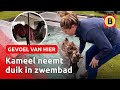 Ontsnapte kameel in zwembad beland ? | Omroep Brabant